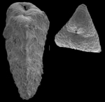 Verneuilina novozealandica