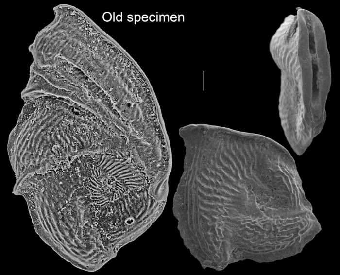 Vertebralina insignis