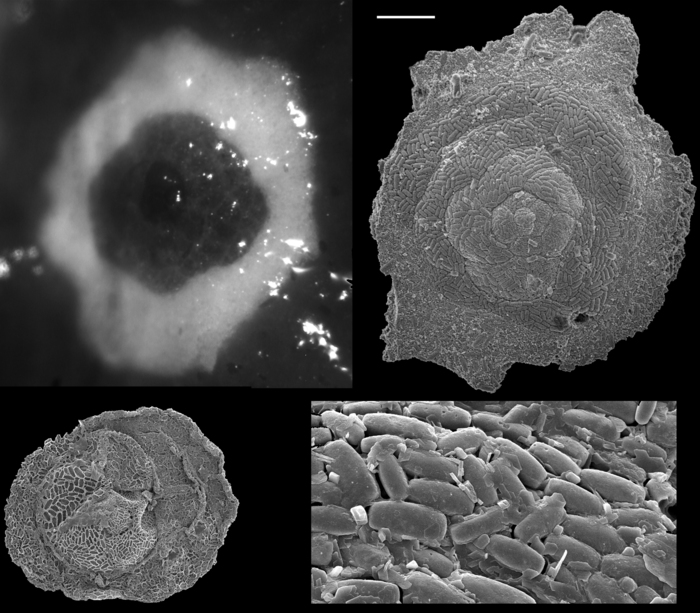 Zaninettia manaarensis