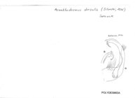Acanthodesmus dorsalis