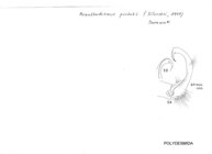 Acanthodesmus picteti
