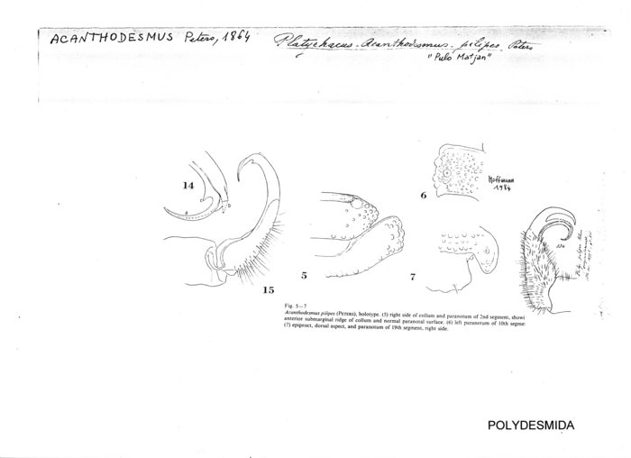 Acanthodesmus pilipes