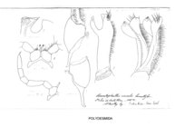 Aceratophallus unicolor lamellifer