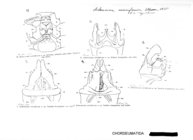 Acherosoma cariniferum