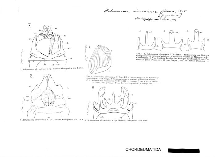 Acherosoma circoniense