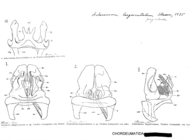 Acherosoma largescutatum