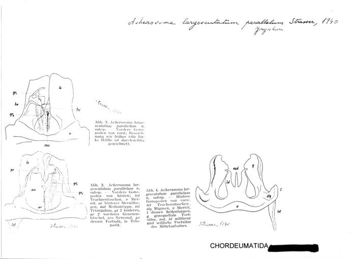 Acherosoma largescutatum parallelum