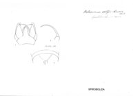 Acladocricus wolffi