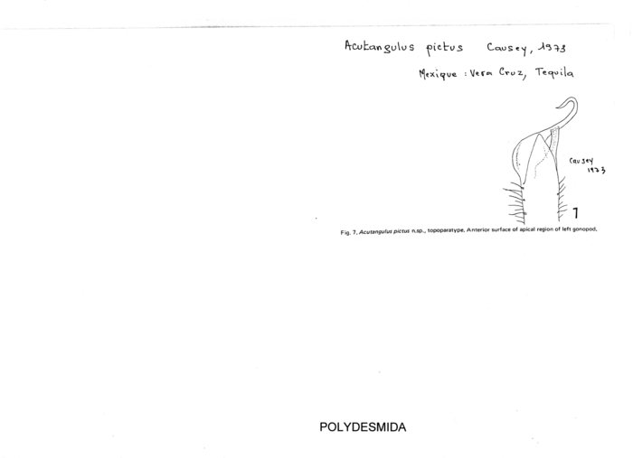 Acutangulus pictus
