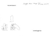 Adrityla brevis