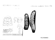 Aetheandra multiplex