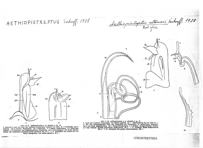 Aethiopistreptus attemsi