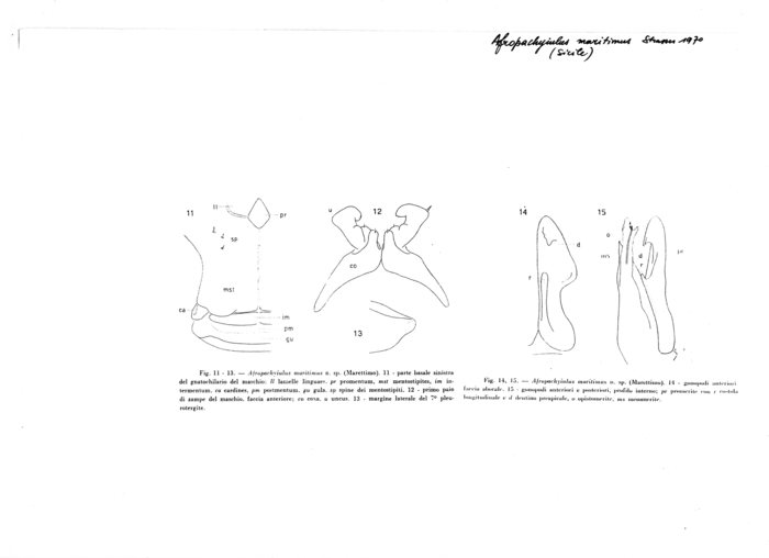 Afropachyiulus maritimus