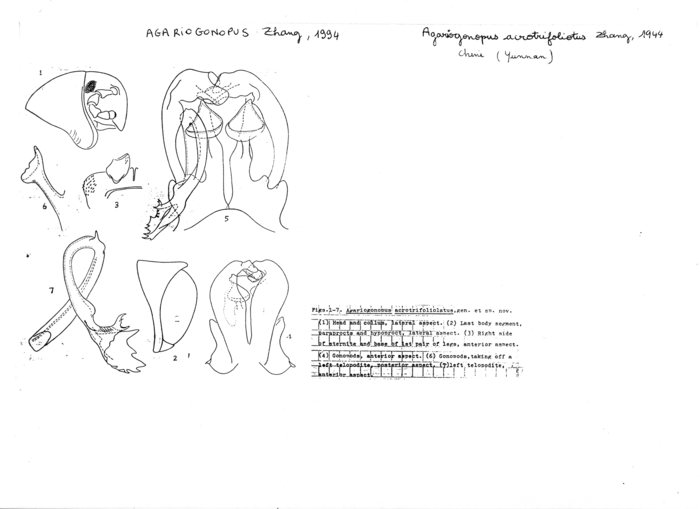 Agaricogonopus acrotrifoliolatus