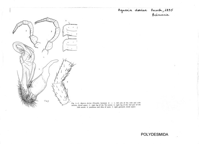 Agnesia doriae
