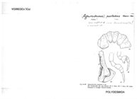 Agnurodesmus pastazius