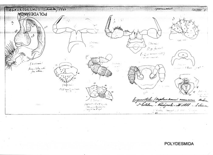 Agnurodesmus verrucosus