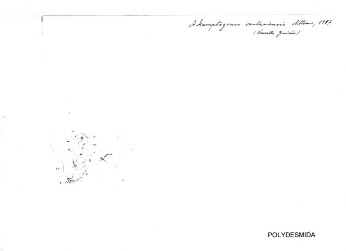 Akamptogonus sentaniensis