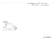 Akamptogonus vinctus