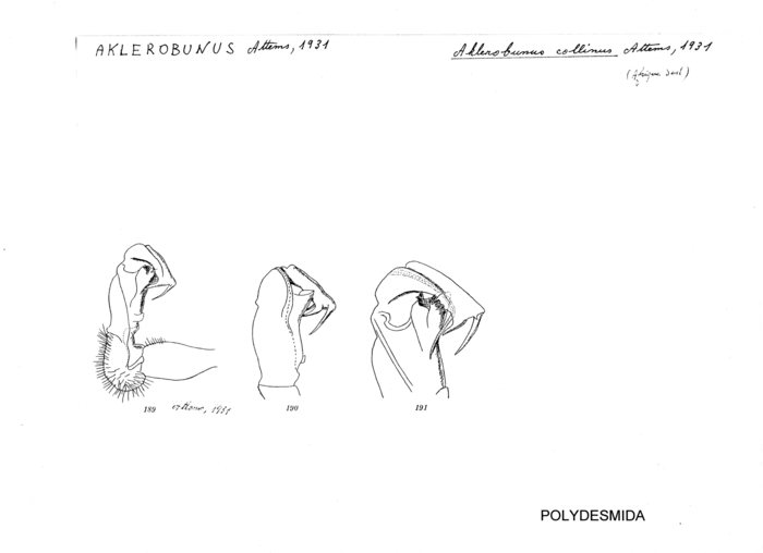 Aklerobunus collinus