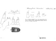 Albanoglomus lohmanderi