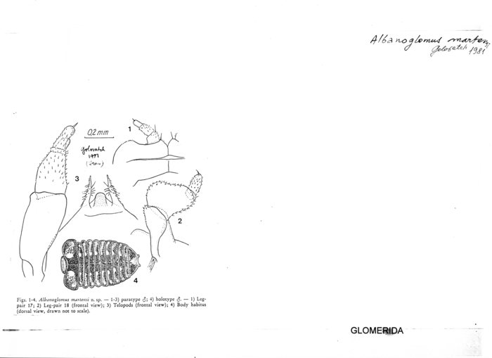 Albanoglomus martensi