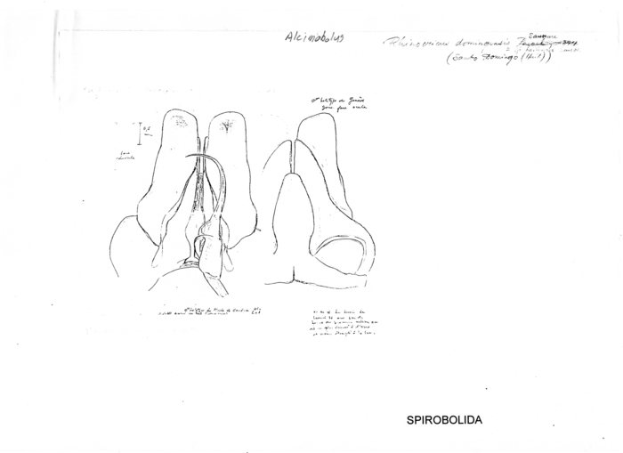 Alcimobolus domingensis