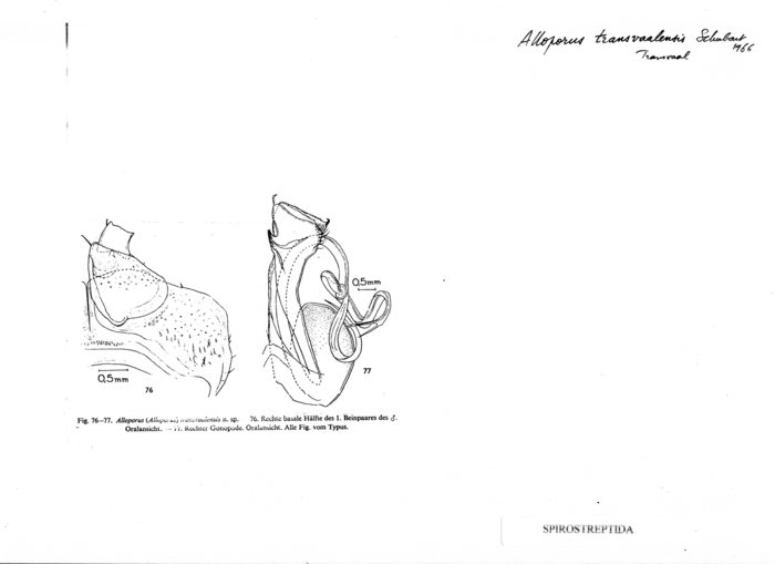 Alloporus transvaalensis