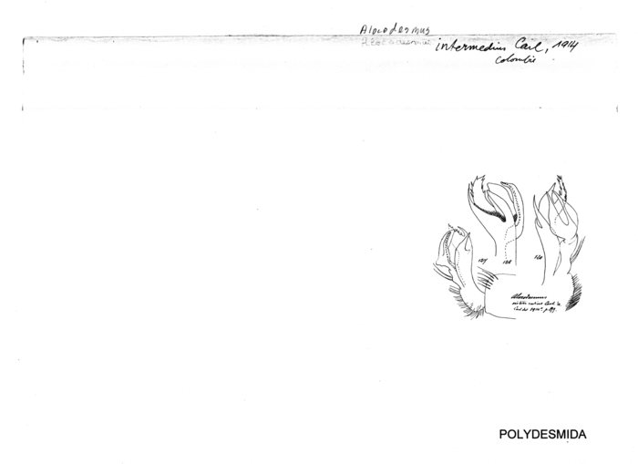 Alocodesmus intermedius