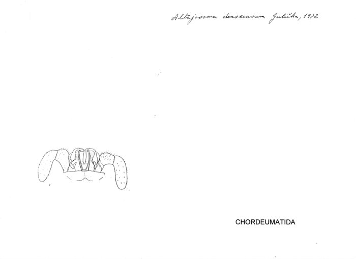 Altajosoma densecavum