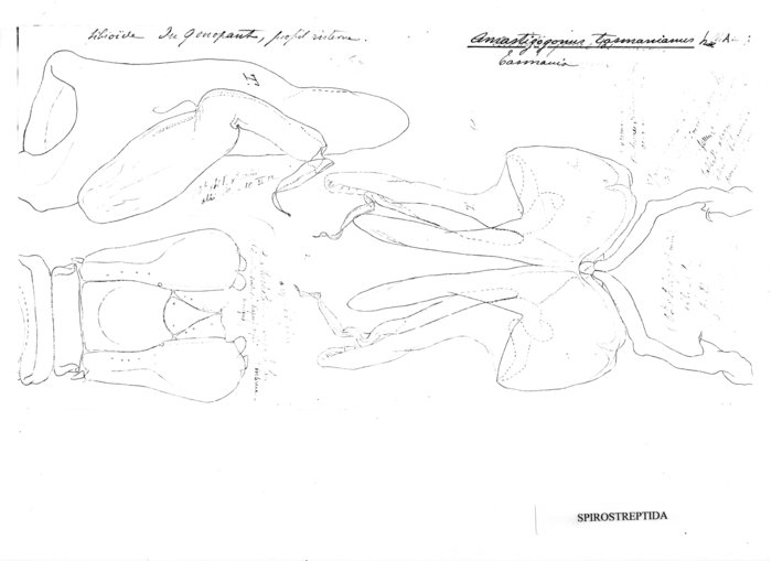 Amastigogonus tasmanianus