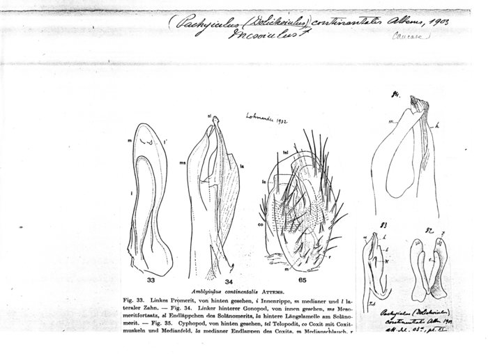 Amblyiulus continentalis