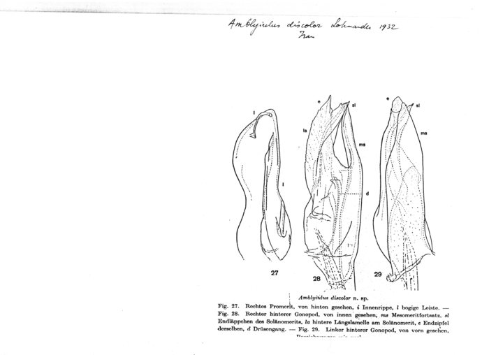 Amblyiulus discolor
