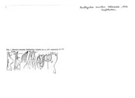 Amblyiulus runatus