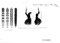 Amphelictogon alayoni