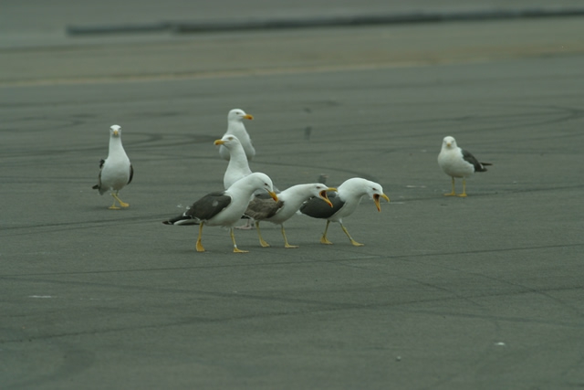 Larus fuscus Larus fuscus