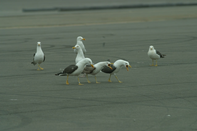 Larus fuscus