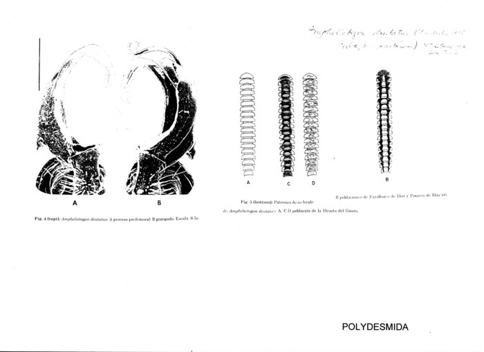 Amphelictogon dentatus