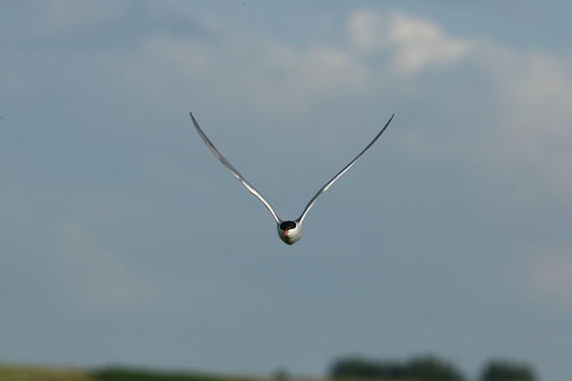 Sterna hirundo