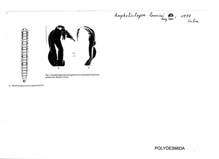 Amphelictogon loomisi
