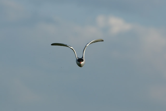 Sterna hirundo