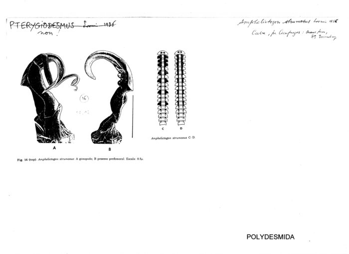 Amphelictogon strumosus