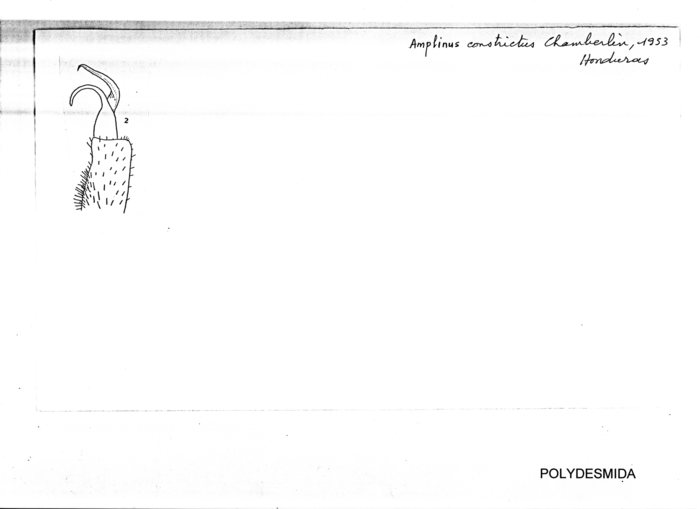 Amplinus constrictus