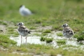 Aves (birds)