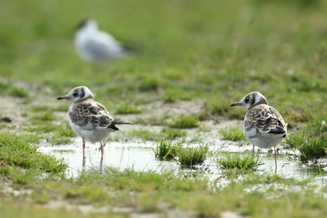 Larus ridibundus