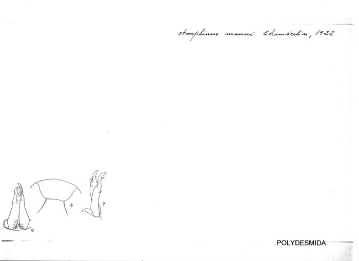Amplinus manni
