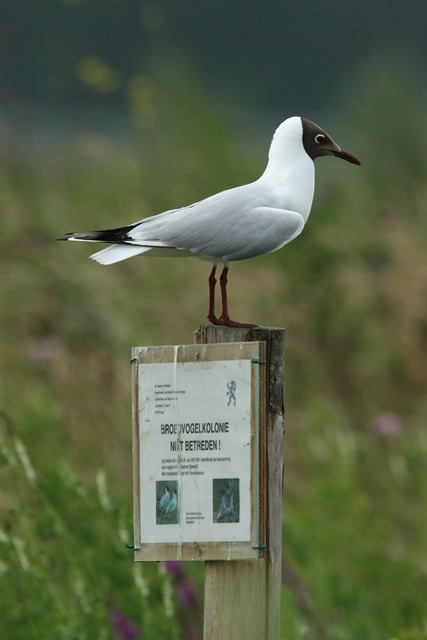 Larus ridibundus