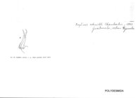 Amplinus schmidti