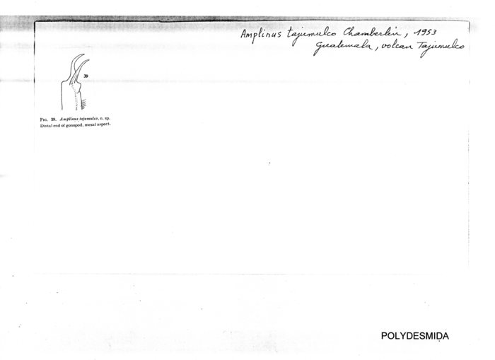 Amplinus tajumulco