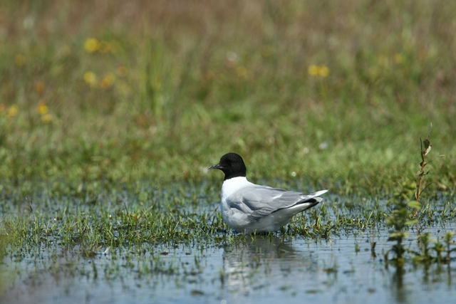 Larus minutus